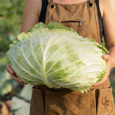 Big Flat Head, Cabbage Seeds - Packet image number null